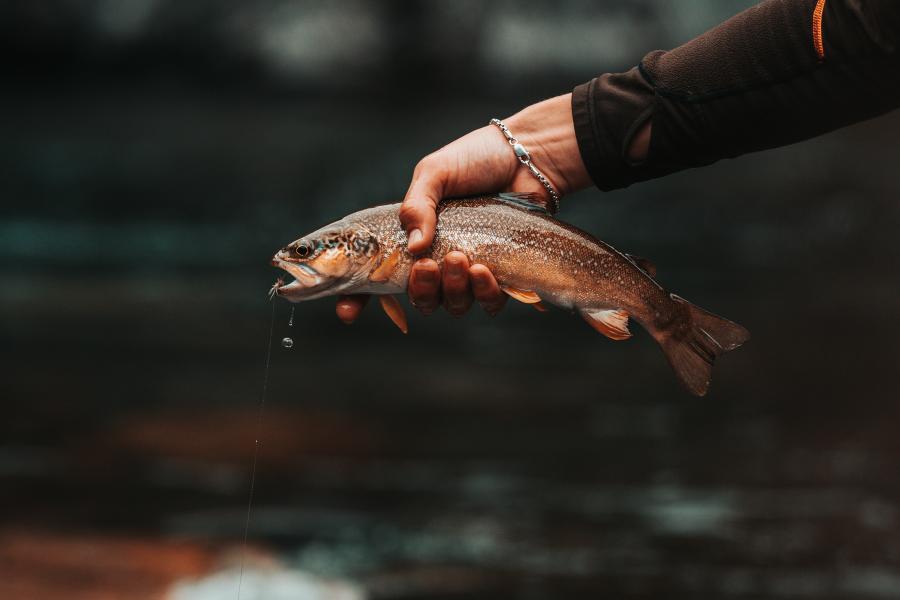 Pêche en Valsesia