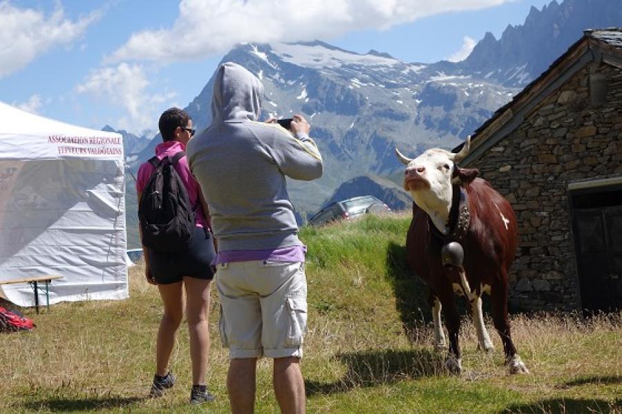 Alpages Ouverts - Une journée  en alpage