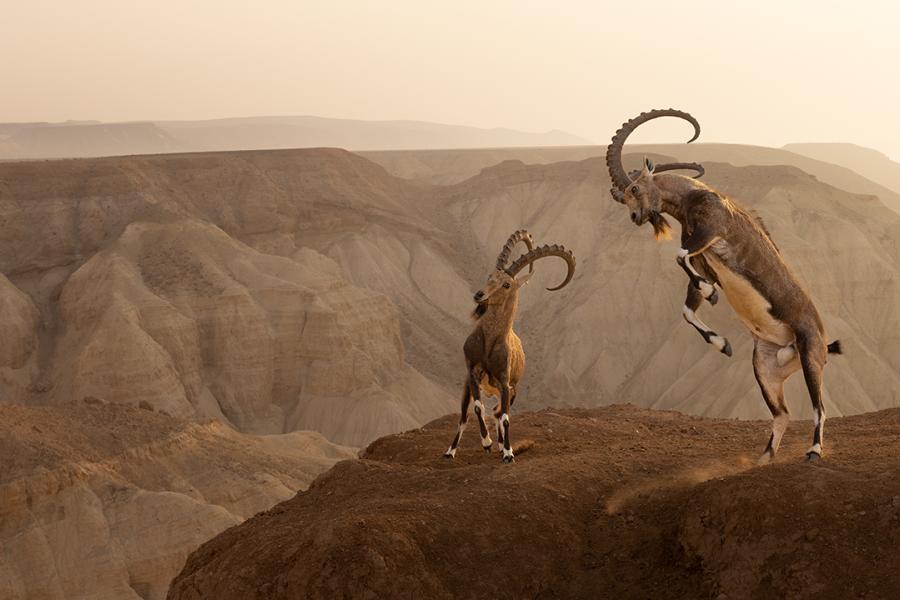 Wildlife Photographer of the Year