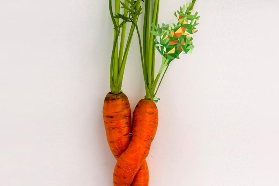 Les jardins sauveront le monde : les céréales parmi les sommets