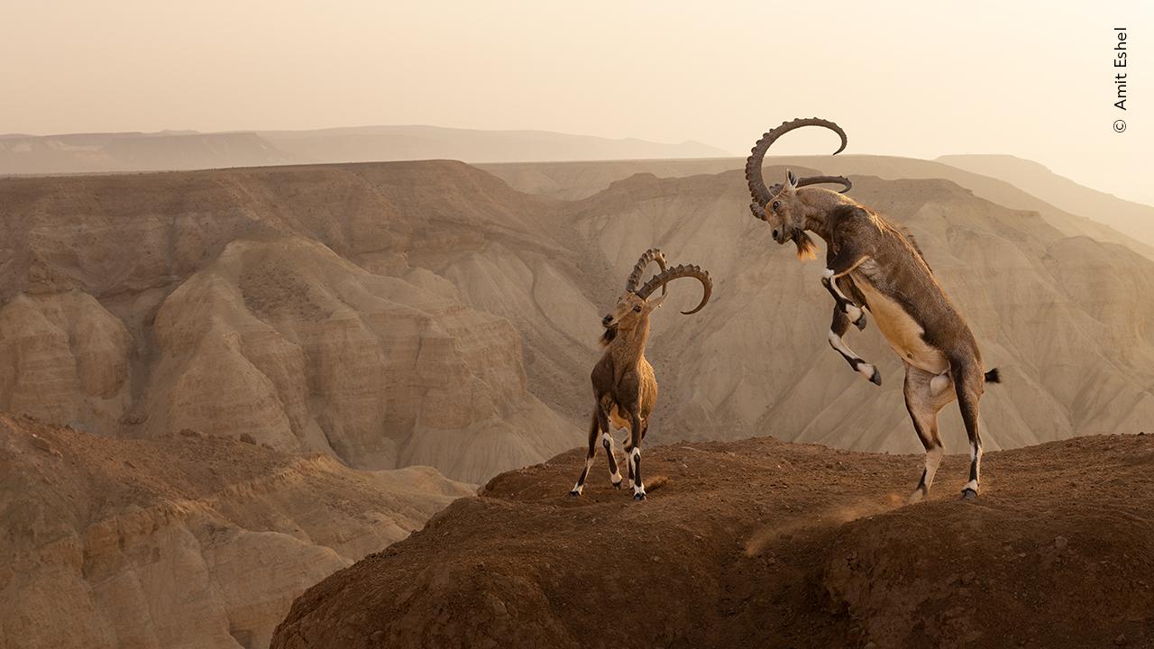Wildlife Photographer of the Year