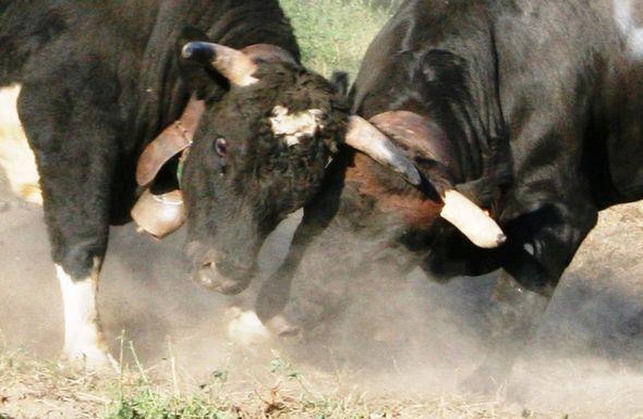 Bataille des reines  amichevole (appuntamento fuori rassegna regionale)