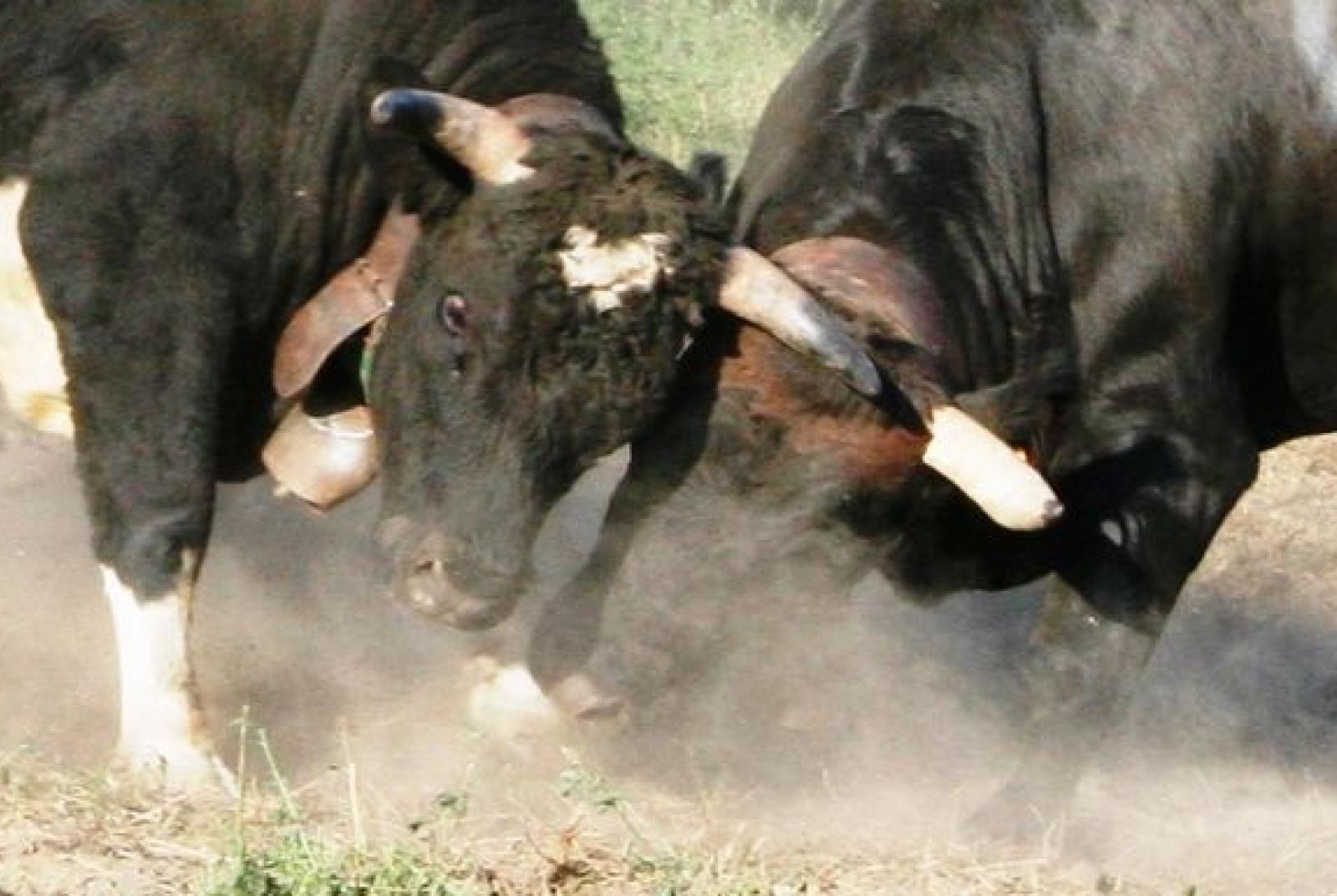 Bataille des reines  amichevole (appuntamento fuori rassegna regionale)
